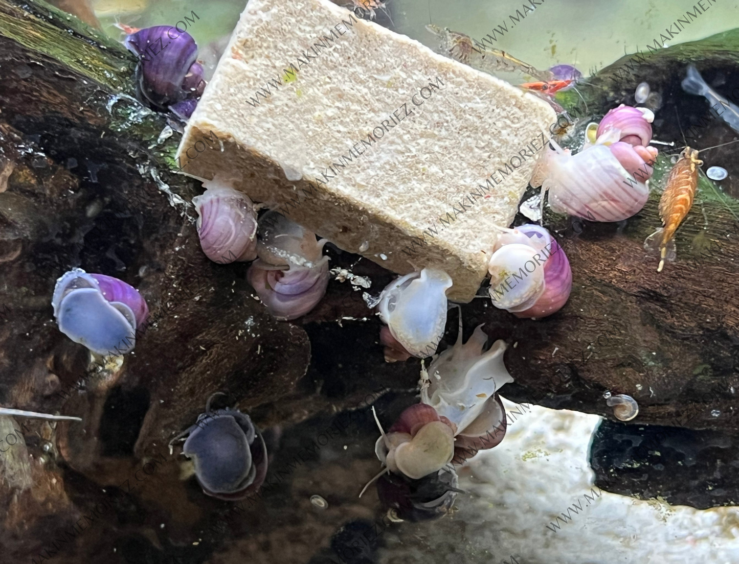 ♡ Mystery Snails - Purple, Magenta, Ivory & Blue ♡