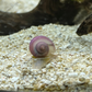 ♡ Mystery Snails - Purple, Magenta, Ivory & Blue ♡