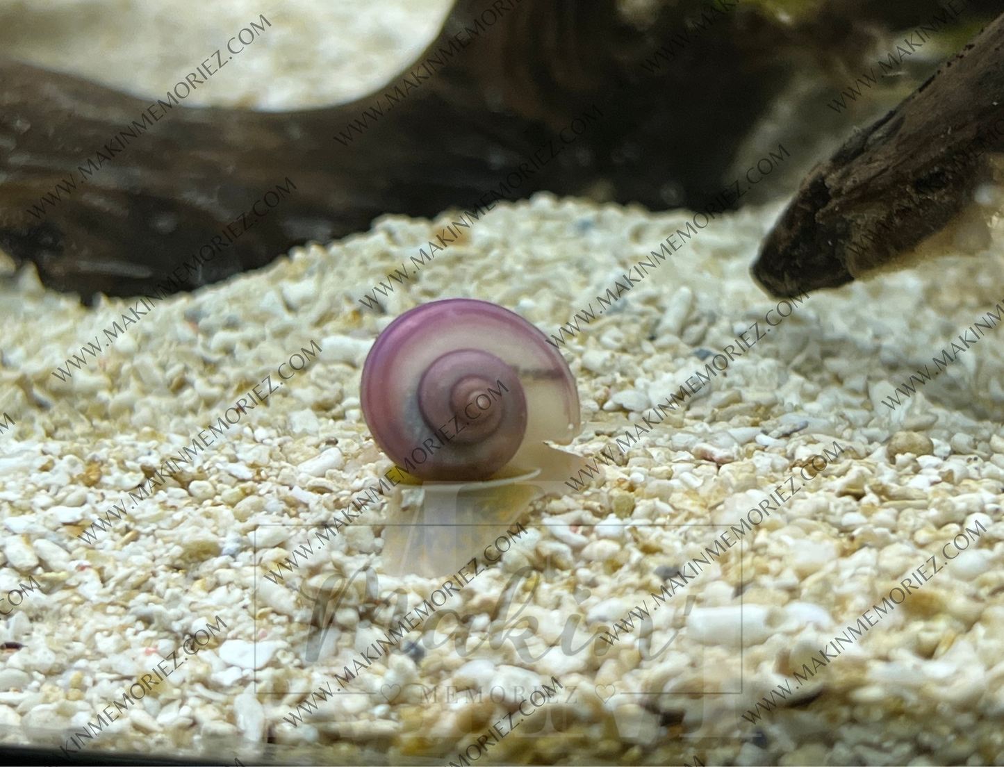 ♡ Mystery Snails - Purple, Magenta, Ivory & Blue ♡