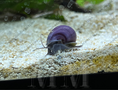 ♡ Mystery Snails - Purple, Magenta, Ivory & Blue ♡