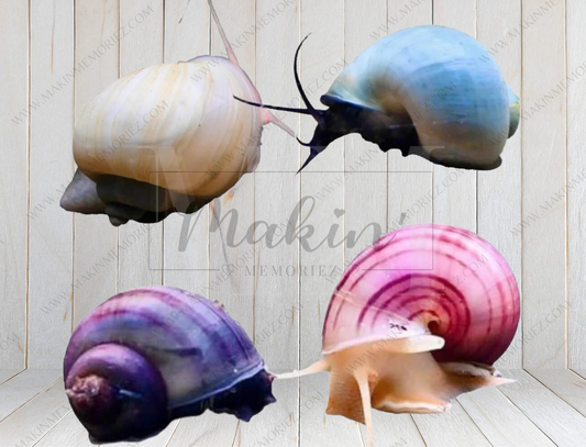 ♡ Mystery Snails - Purple, Magenta, Ivory & Blue ♡