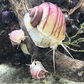 ♡ Mystery Snails - Purple, Magenta, Ivory & Blue ♡