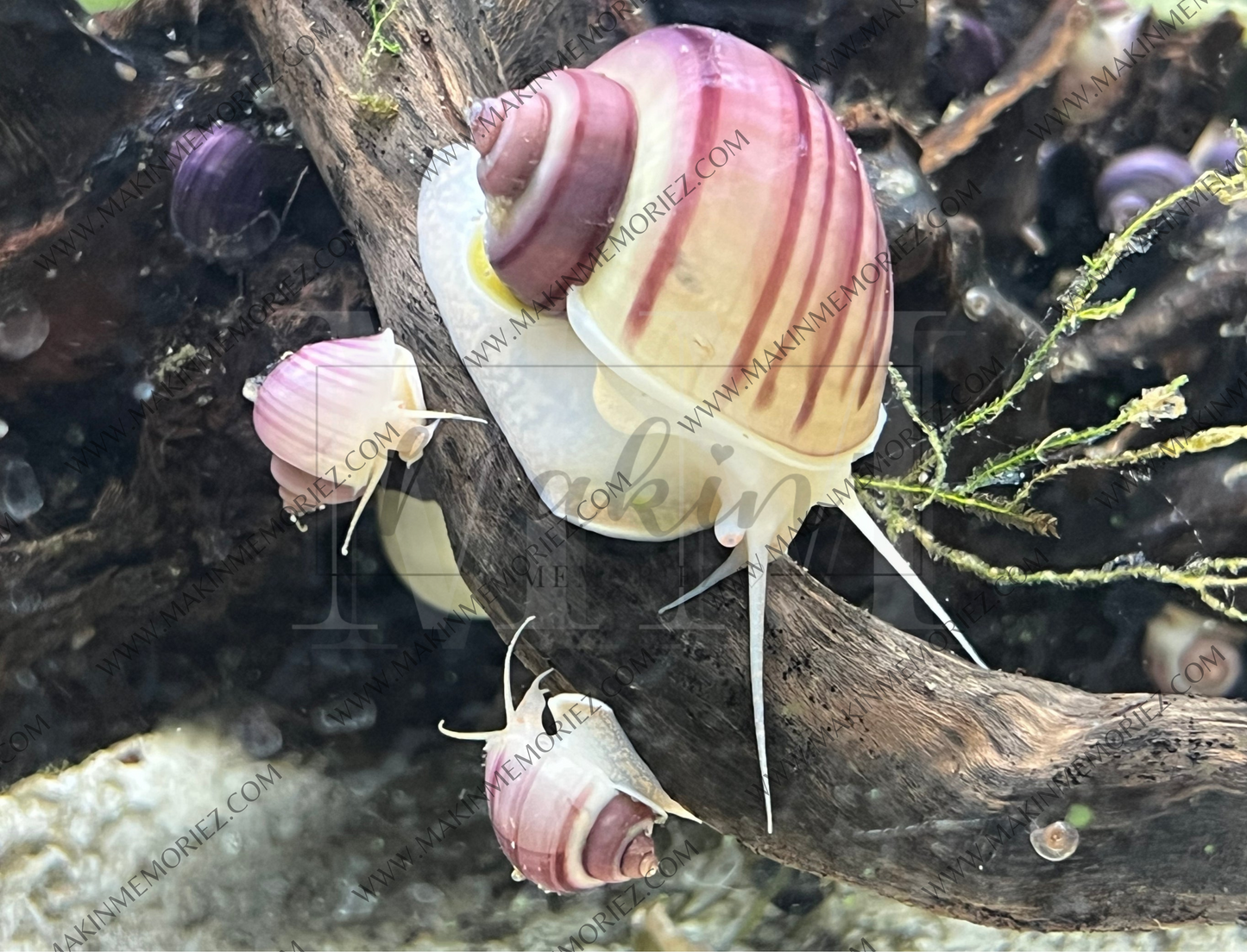 ♡ Mystery Snails - Purple, Magenta, Ivory & Blue ♡