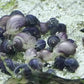 ♡ Mystery Snails - Purple, Magenta, Ivory & Blue ♡